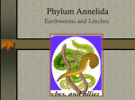 Phylum Annelida