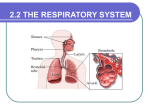 INTRODUCTION TO THE RESPIRATORY SYSTEM