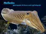 Mollusks - holyoke