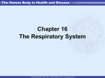 Chapter 16 The Respiratory System UPPER RESPIRATORY TRACT