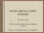 your circulatory system