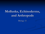 Mollusks, Echinoderms and Arthropods Powerpoint