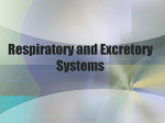 Respiratory and Excretory Systems