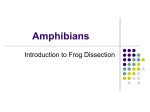 frog dissection PP2