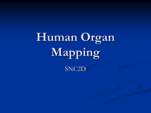 Human Organ Mapping