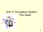 Lesson 6 Circulatory System