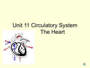 Lesson 6 Circulatory System