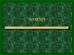 worms - Quia