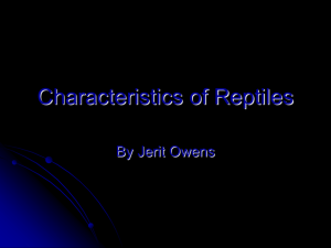 Characteristics of Reptiles