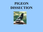 pigeon dissection