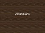 Amphibians