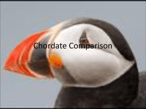 Chordate Comparison2010