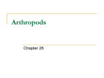 Arthropods - walker2013