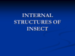 INTERNAL STRUCTURES OF INSECT