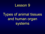 Lesson 9 - Types of human tissues and organ - 2D-Quad3-2010