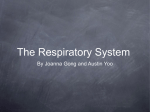 By Joanna Gong and Austin Yoo The Respiratory System Key