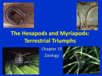 The Hexapods and Myriapods: Terrestrial Triumphs