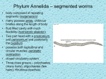 Phylum Annelida – segmented worms