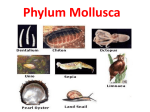 Phylum Mollusca - MissReidClasses