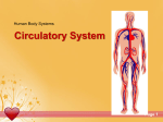 Circulatory System