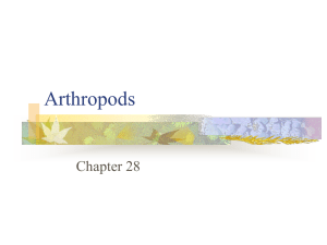 Arthropods