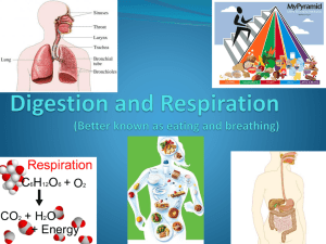 Digestion and Respiration