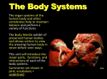 nervous system