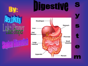 Digestive_System_Purple