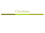 Introduction to Chordates