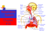 The Respiratory system includes tubes that
