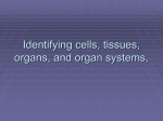 Identify cells, tissues, organs, organ systems, organisms