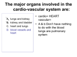 The major organs involved in the cardio