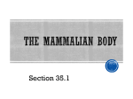 The Mammalian Body - Walker Elementary