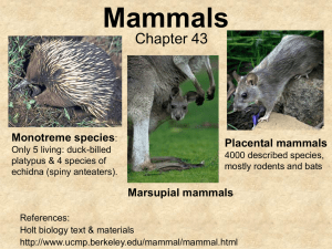 Mammals - GEOCITIES.ws