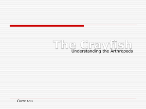 The Crayfish