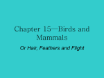 Chapter 15—Birds and Mammals