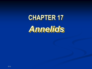 ch17Annelids09