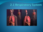 2 1 Respiratory System