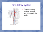 Circulatory system The circulatory system moves blood through the