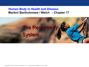 Respiratory System Organization