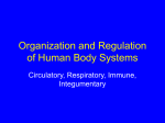 Organization and Regulation of Human Body Systems Circulatory, Respiratory, Immune, Integumentary