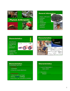 Phylum Arthropoda General Information Characteristics