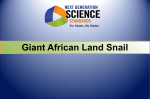 Sci Math Task Giant African Land Snail