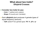 Dihybrid Cross - Cloudfront.net