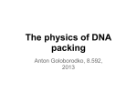 The physics of DNA packing Anton Goloborodko, 8.592, 2013