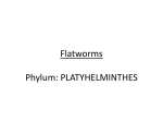Flatworms Phylum: PLATYHELMINTHES