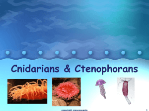Cnidarians & Ctenophorans