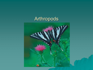 Arthropods 09