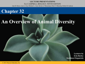 Animal Diversity PPT