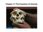 Chapter 17 The Evolution of Animals